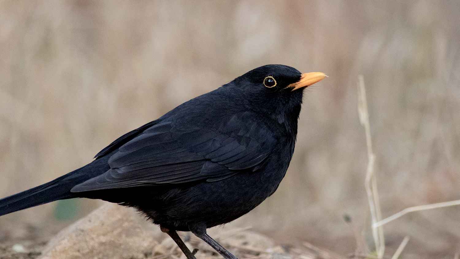 Eurasian Blackbird